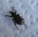 curculionidae.JPG