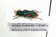 Trichodes quadriguttatus-Turkey-Isparta-Tefenni-02-VI-2003 Leg.Poletti_04.JPG