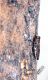 Anthaxia congregata v rid.jpg