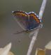 IMGP5207_P_icarus_sm.JPG