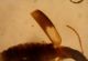 Philorhizus_sp1_elytra.JPG