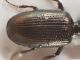 Comb0096_13_renamed_28132.jpg