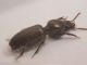 Comb0097_22_renamed_27547.jpg