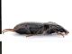 Comb0188_11cr.jpg