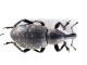 Comb0176_19cr.jpg
