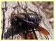 Xylocopa sp. - Tor Caldara - 11.3.2012 (4).JPG