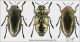 Cyphosoma lawsoniae lawsoniae (Chevrolat, 1838) composizione forum.jpg
