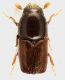 Scolytidae_Serrone_15-30_VII-2012_grey.jpg