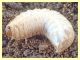 larva Coleottero 1 (4).JPG