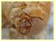 larva Coleottero 1 (7).JPG
