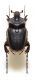 Pachypus caesus Erichson, 1840.JPG