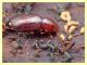probabile Catomus  rotundicollis Anzio 7.2.2012.JPG