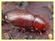 probabile Catomus  rotundicollis Anzio 7.2.2012 (1).JPG