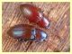 probabile Catomus  rotundicollis Anzio 7.2.2012 (2).JPG