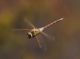 AnaxEphippiger4677.jpg