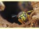 probabile Vespula vulgaris - Anzio - 8.10.2010 (3).JPG