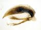 Comb0200_03jcr.jpg
