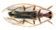 Comb0207_10jcr.jpg