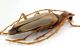 Comb0209_21jcr.jpg