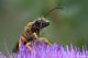 DSC_3464pbase.jpg
