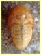 pupa Coleottero.JPG