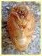 pupa Coleottero (1).JPG
