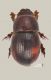 1.Chaetonyx robustus.wkm.jpg