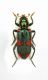 Trichodes sp.-Grecia Peloponneso- Sparti Prov.Loc.Mistras,450 sl. -23-VI-2007-Leg. Enrico Grazioli_03.JPG