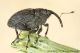 Ceutorhynchus alliariae111.jpg