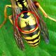 probabile Polistes gallicus maschio - completamente giallo.jpg