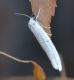DSC_0027.JPG