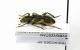 Trichodes sp. - Kyrgyzstan-Tash-Kumur environs - 17-VI-2000 - Legit A.Petrov_02.JPG