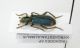 Trichodes sp. - Kyrgyzstan-Almalik - Osh Town - Chak Mak Pass 900 mt.- 27-VI-2000 - Legit A.Petrov_02.JPG
