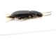 Comb0227_06jcr.jpg
