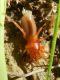 S. Nicolo  8.IX..2012 053a.jpg