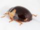 Coccinellidae 3.jpg