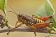 Podisma_pedestris1_1024.jpg