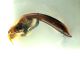 Comb0244_03jcr.jpg