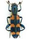 Trichodes leucospideus.JPG