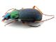 Comb0234_08jcr.jpg