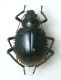 Prionotheca coronata coronata.JPG