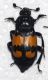 Nicrophorus_1.jpg
