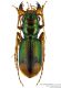 Megacephala-euphratica.jpg