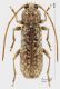 Trichoferus fasciculatus h rid.jpg