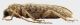 Trichoferus fasciculatus prof rid.jpg