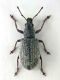 Phyllobius_Gr.jpg