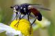 mosca25_cr.jpg
