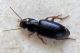 Ophonus sp. Anzio - 3.9.2012 (1).jpg
