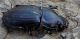 probabile Harpalus dimidiatus morto - Anzio - 6.9.2012 (1).jpg