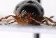IMG_6327 Chryptocephalus.jpg